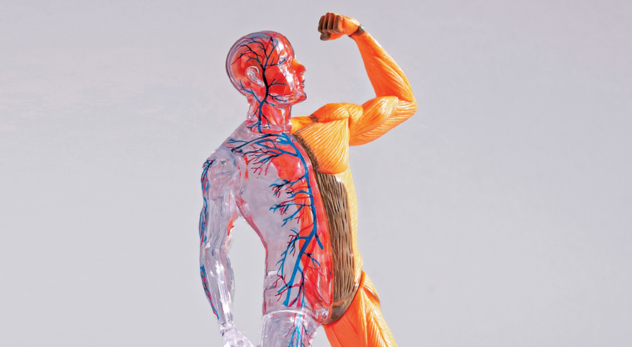 Los sistemas del cuerpo humano